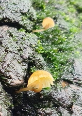 Mycena