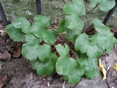 Hepatica nobilis
