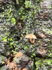 Mycena