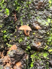 Mycena