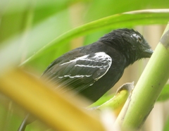 Thamnophilus cryptoleucus