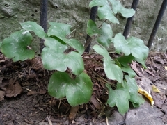 Hepatica nobilis