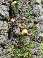 Mycena