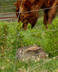 Lepus capensis capensis