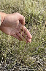 Muhlenbergia cuspidata