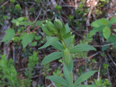 Lilium columbianum