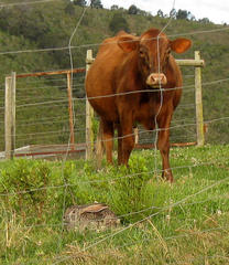 Lepus capensis capensis