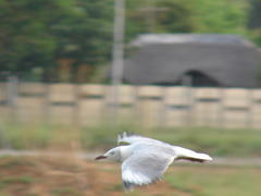Chroicocephalus cirrocephalus poiocephalus