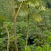 Musanga cecropioides - Photo (c) FabMoustic, algunos derechos reservados (CC BY-SA)