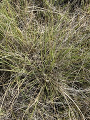 Muhlenbergia cuspidata