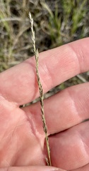 Muhlenbergia cuspidata