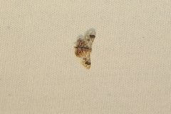 Idaea asceta