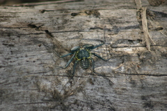 Phrynus operculatus