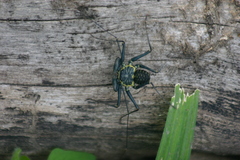 Phrynus operculatus