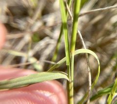 Muhlenbergia cuspidata