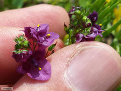 Diascia parviflora
