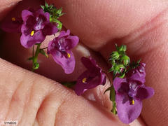 Diascia parviflora