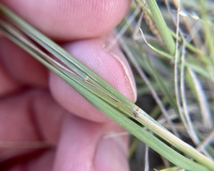 Muhlenbergia cuspidata