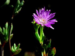 Lampranthus glomeratus