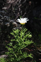 Arctotis aspera aspera