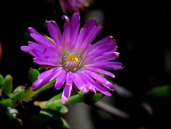 Lampranthus glomeratus
