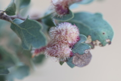 Andricus crystallinus