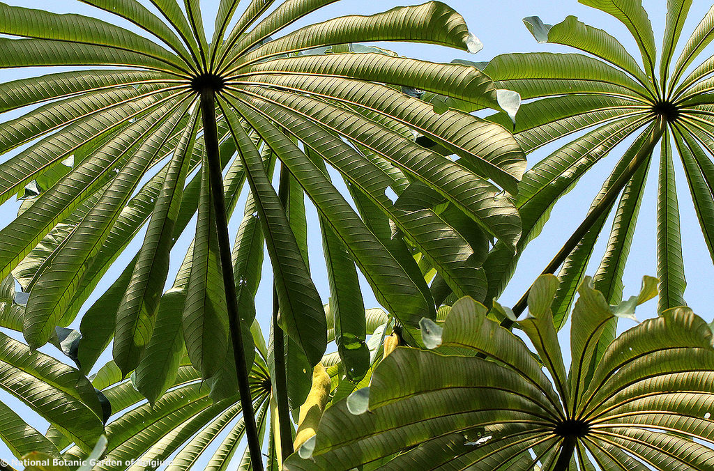 Musanga cecropioides (Musanga cecropioides)
