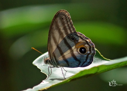 Chloreuptychia chlorimene · iNaturalist United Kingdom