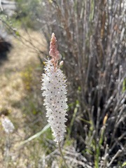 Bulbinella cauda-felis