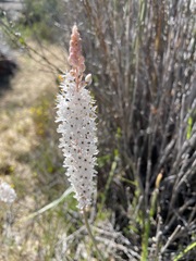 Bulbinella cauda-felis