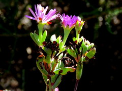 Lampranthus glomeratus