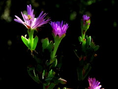 Lampranthus glomeratus