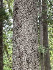 Picea sitchensis