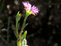 Lampranthus glomeratus