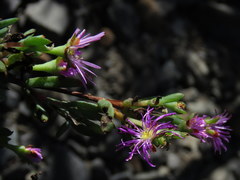 Lampranthus glomeratus