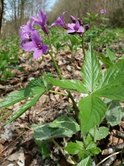 Cardamine pentaphyllos