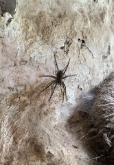 Dolomedes scriptus