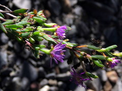Lampranthus glomeratus