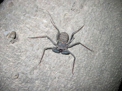 Phrynus operculatus