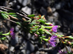 Lampranthus glomeratus