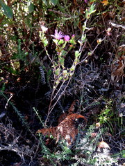 Lampranthus glomeratus