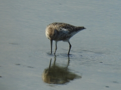 Calidris alpina