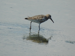 Calidris alpina