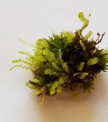 Solenostoma gracillimum