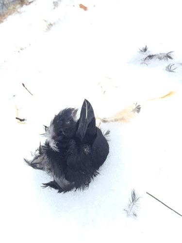 Common Raven photographed in Vermont