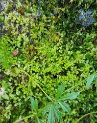 Solenostoma gracillimum