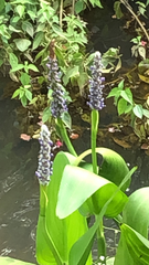 Pontederia cordata