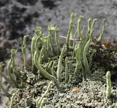 Cladonia sulphurina