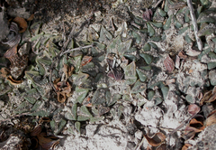 Ariocarpus kotschoubeyanus