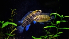 Badis badis